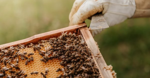 Cri d'alarme pour les abeilles... et nos assiettes